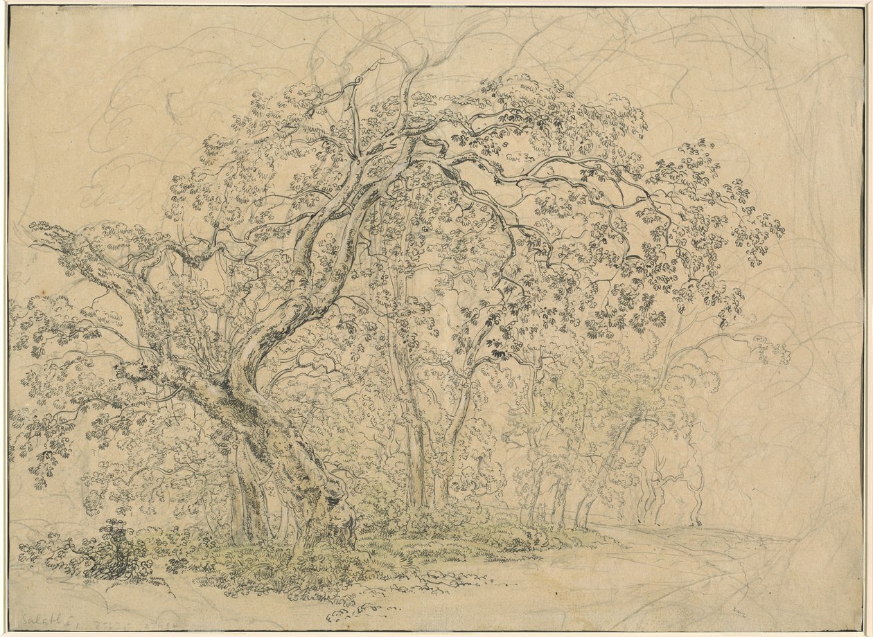 Háj stromů [verso] od Friedrich Salathé
