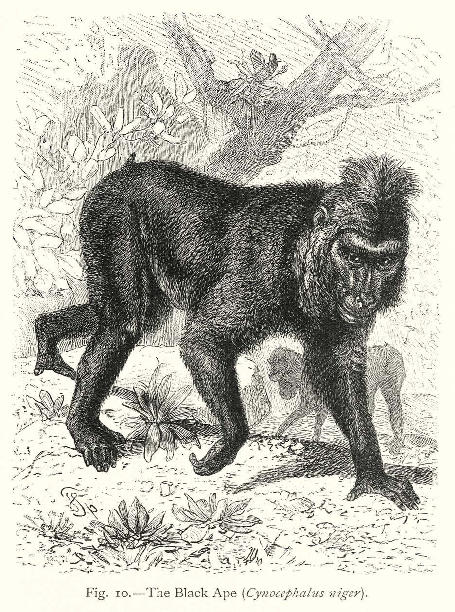 od Friedrich Specht