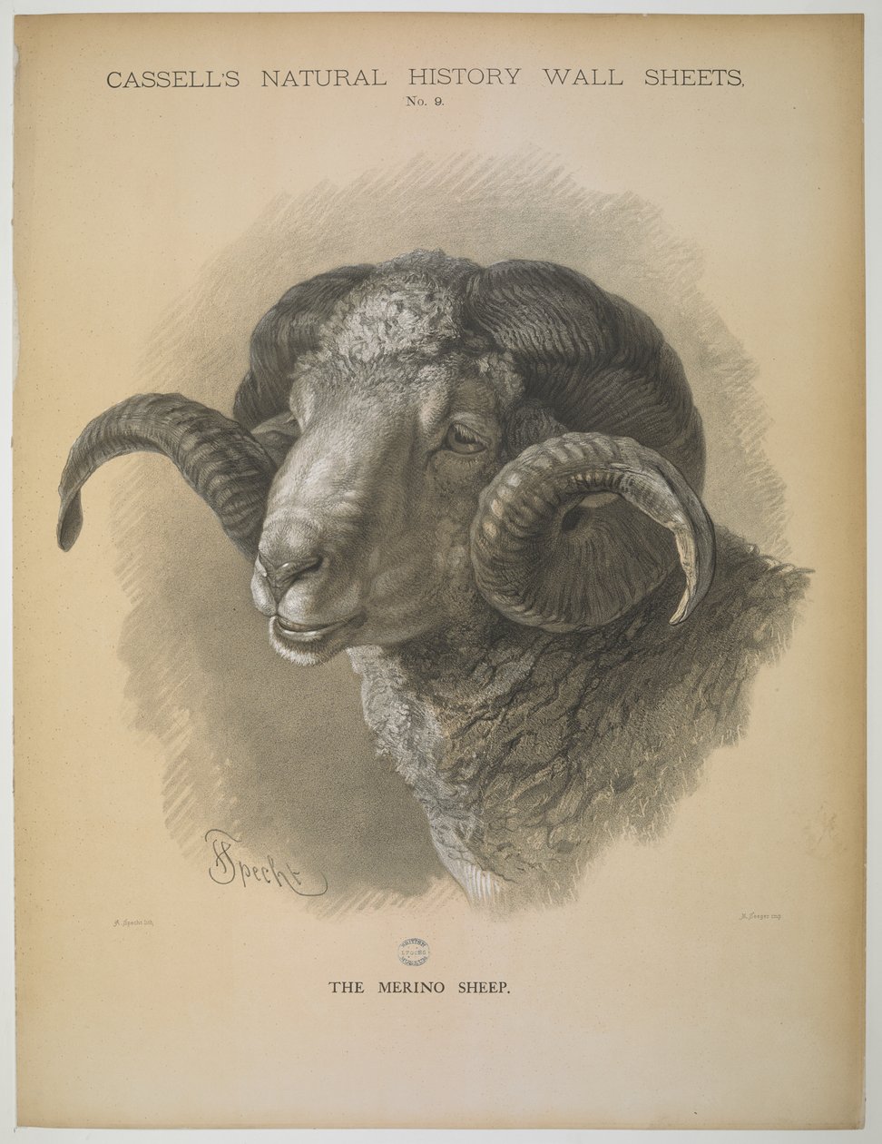 Ovce Merino, z „Cassell