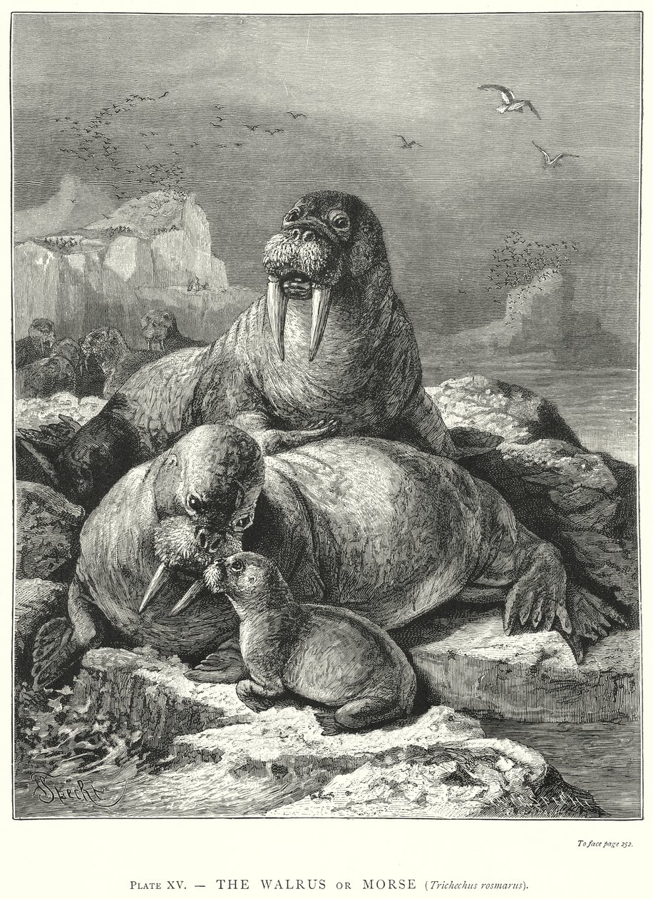  od Friedrich Specht