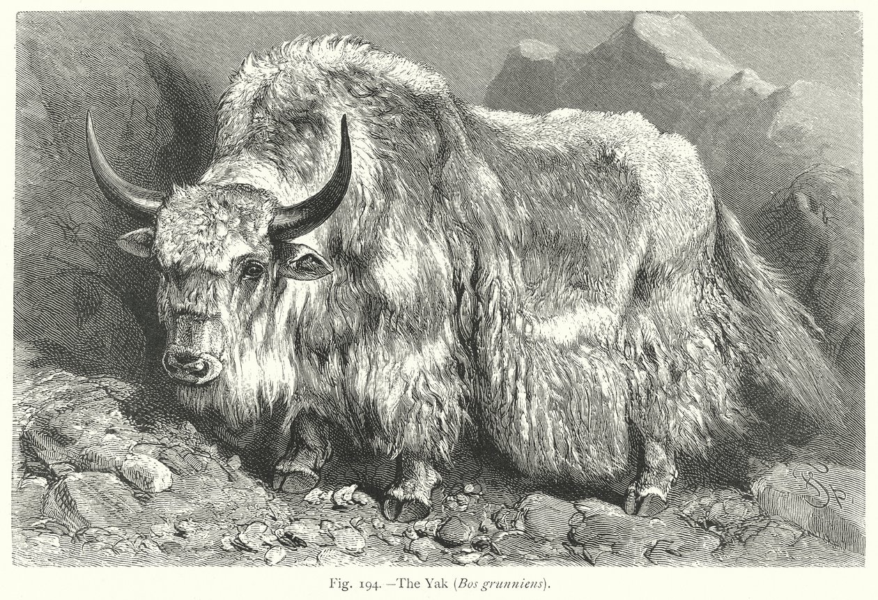  od Friedrich Specht