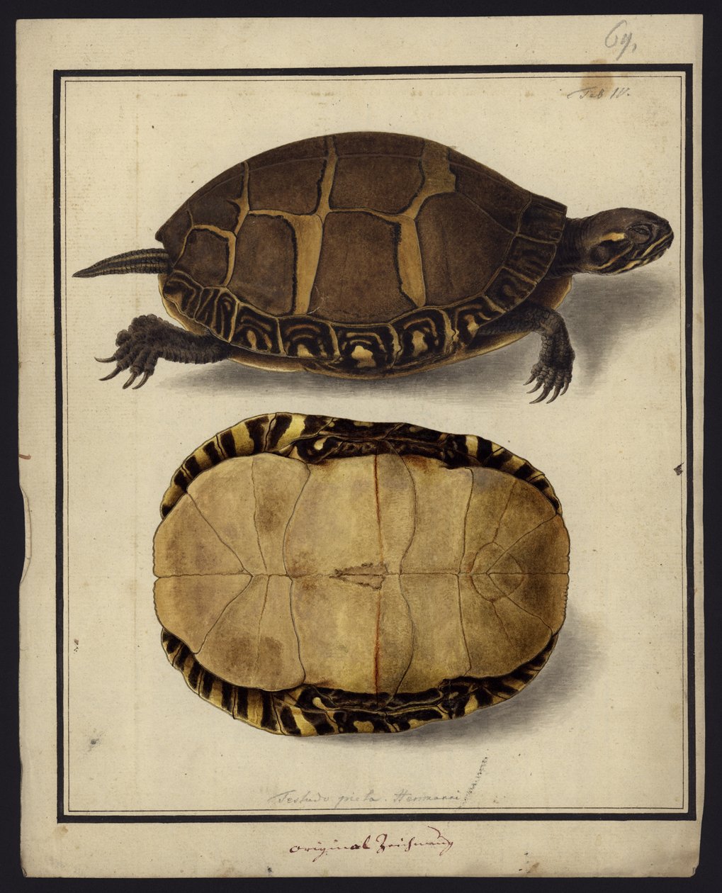 Chrysemys picta, před rokem 1792 od Friedrich Wilhelm Wunder