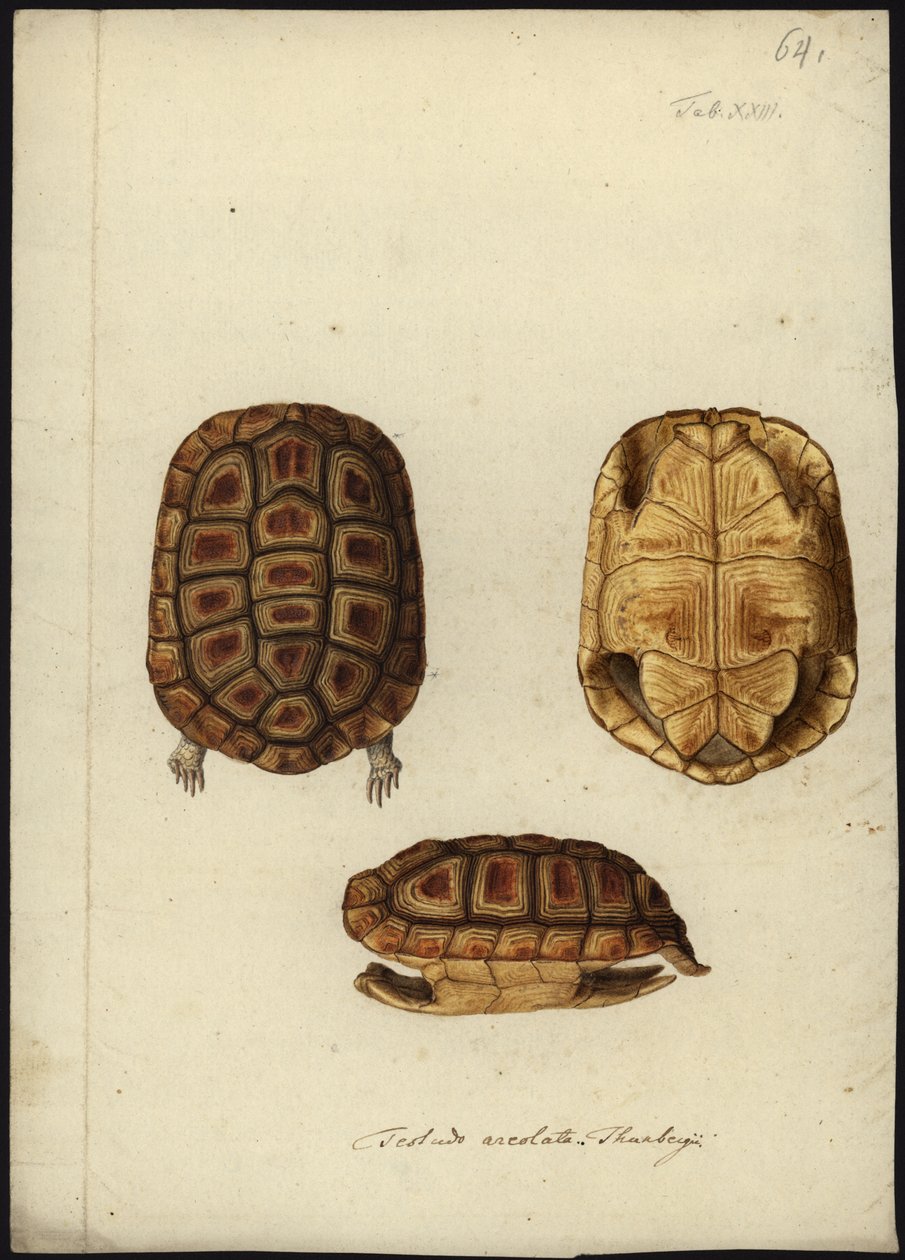 Homopus areolatus, před rokem 1792 od Friedrich Wilhelm Wunder