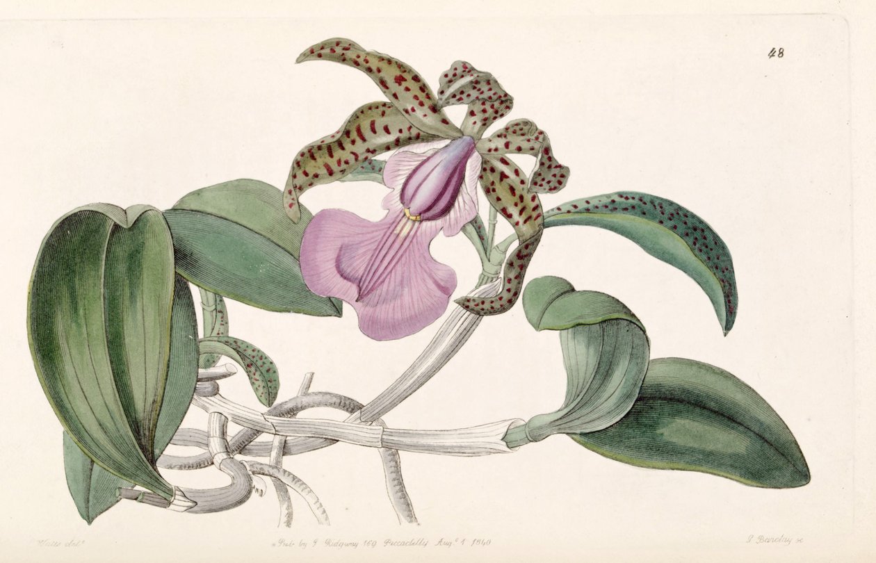 Cattleya aclandiae od G. Barclay