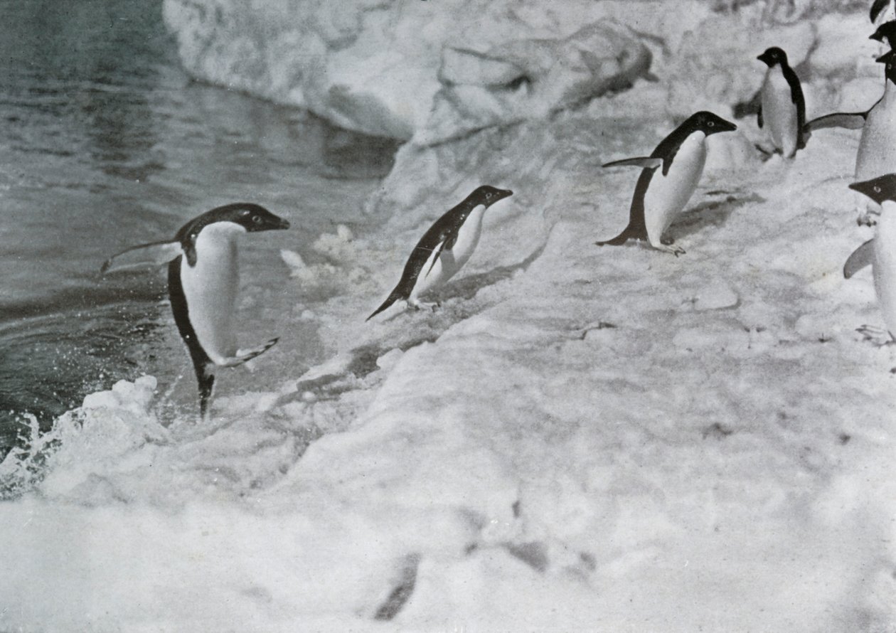 Tučňáci skáčou na ledovou nohu, c1911, 1913. od G. Murray Levick
