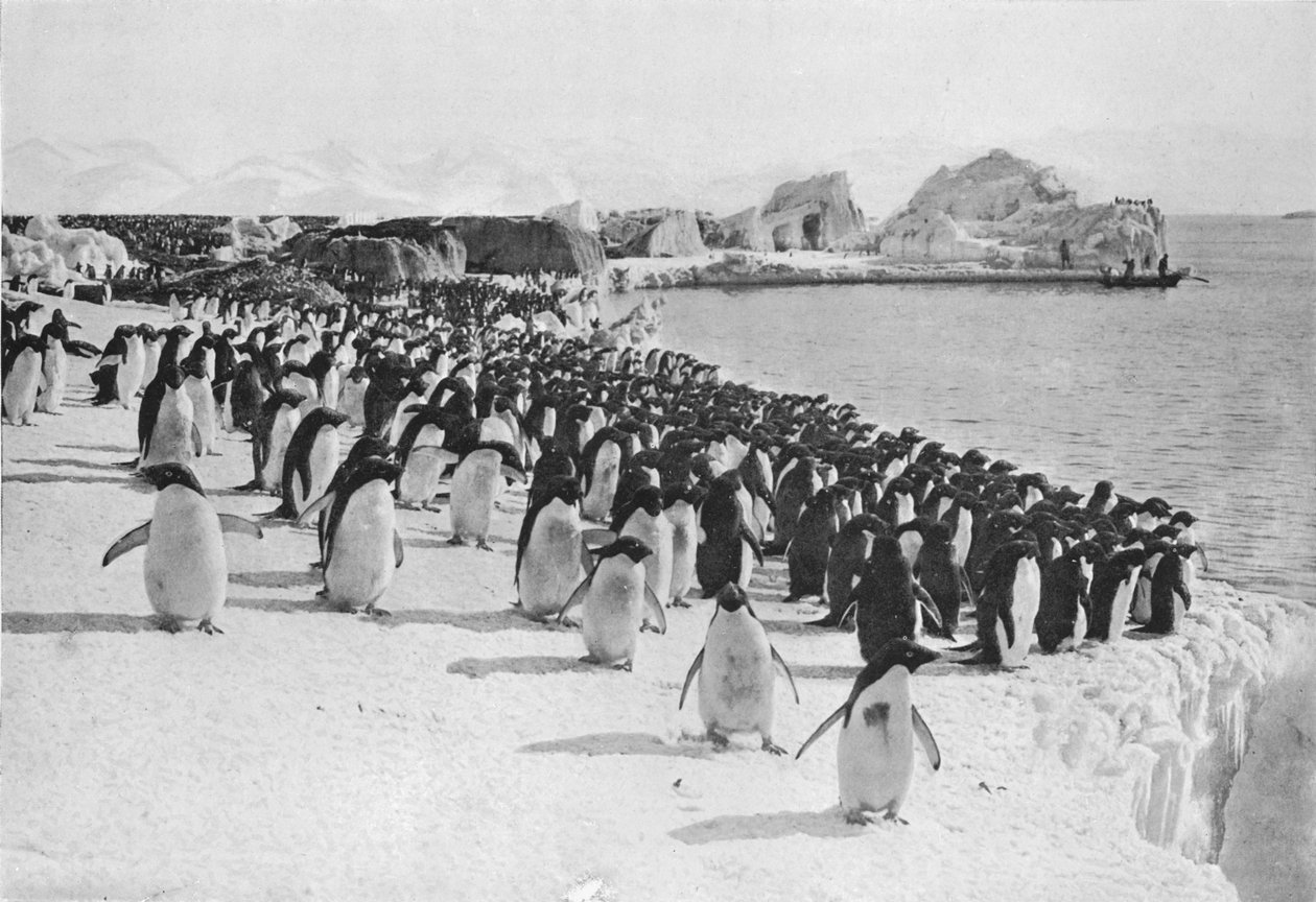 Penguins Promenade, c1911, 1913. od G. Murray Levick