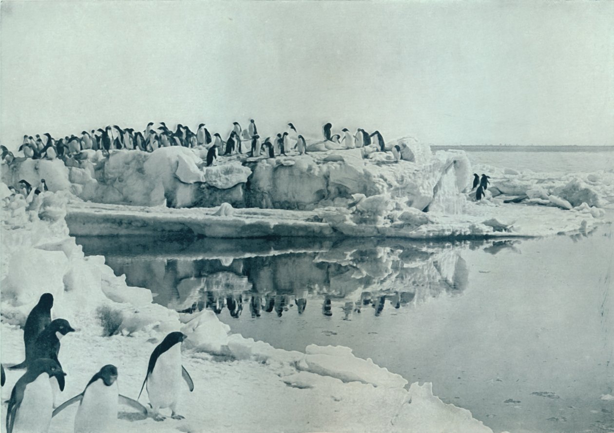 Penguins on Ice-Foot, c1911, 1913 od G. Murray Levick