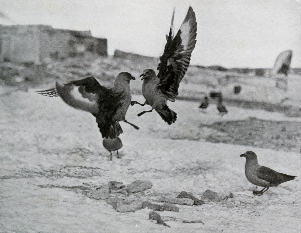 Skua Gulls Fighting Over Some Blubber, 1911, 1913 od G. Murray Levick