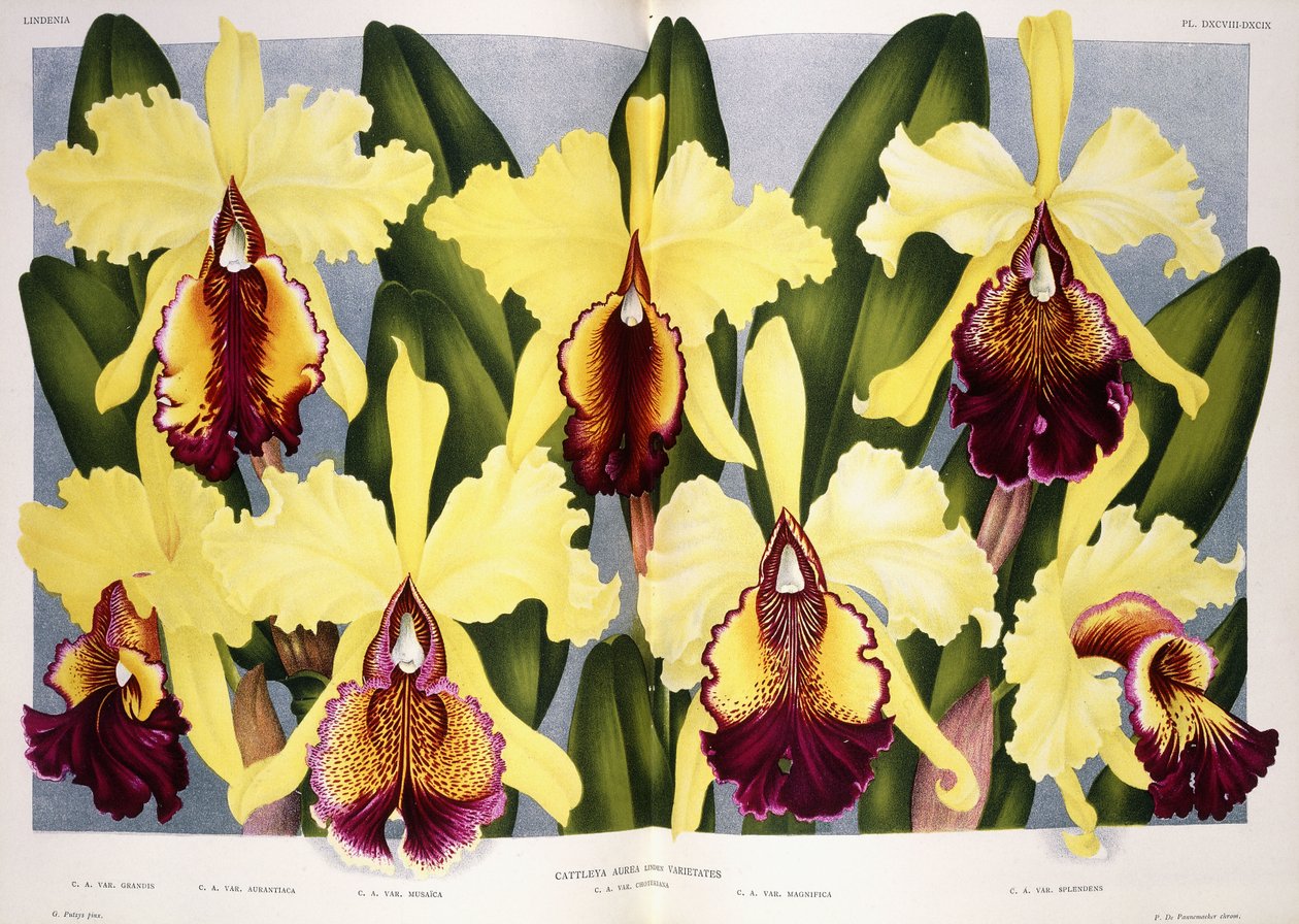 Odrůdy Orchid Cattleya, 1885-1903 od G. Putzys