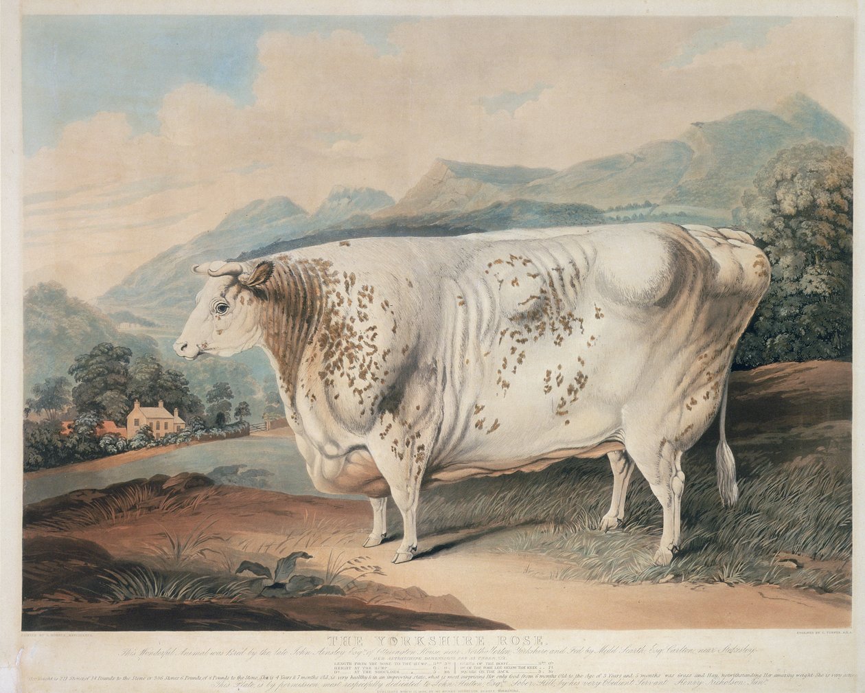 Yorkshire Rose, vyryl C. Turner (fl.1773 -1857) 1838 od G. after Horner