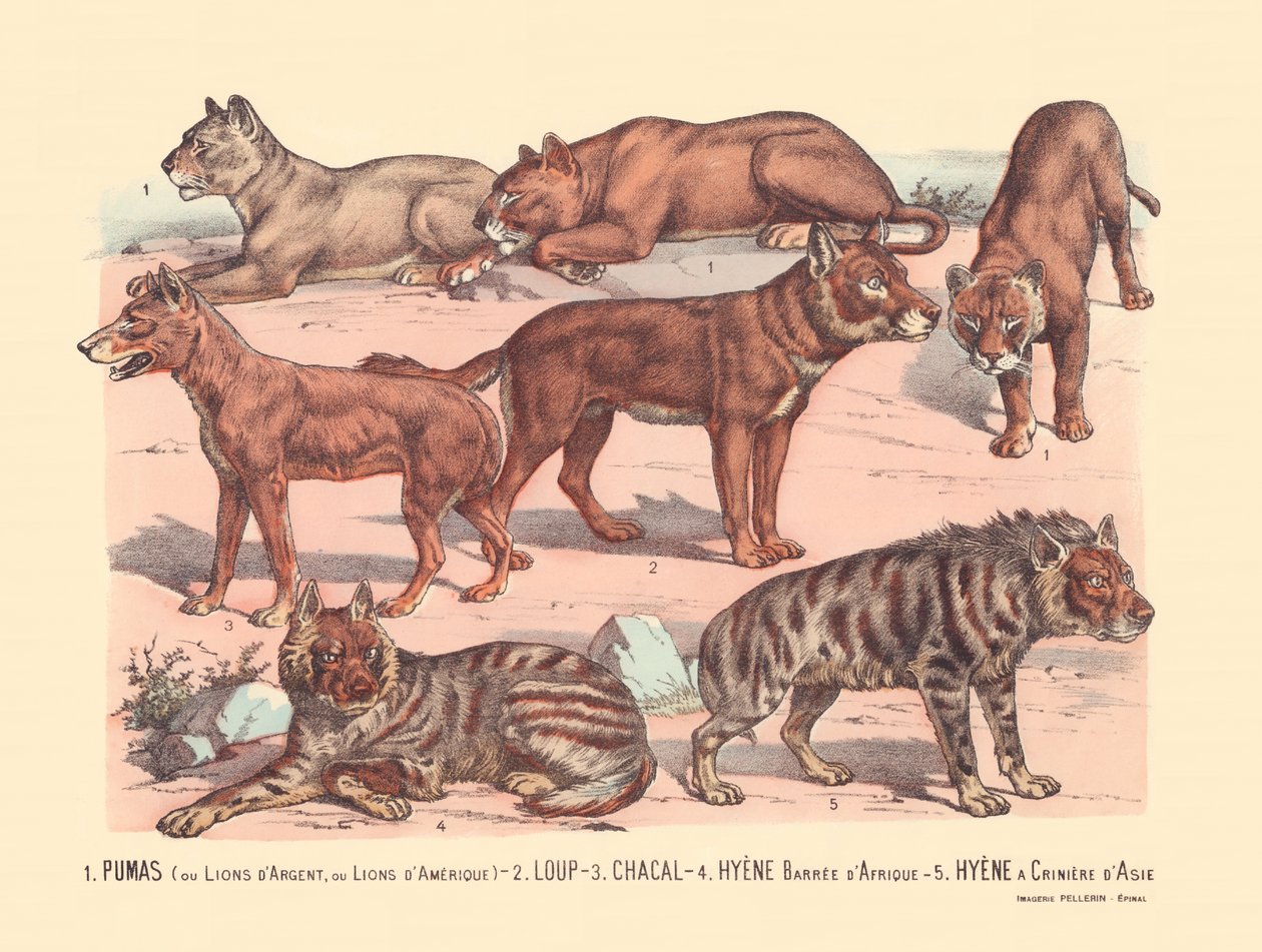 Strana 13: Pumy nebo stříbrní lvi nebo američtí lvi Vlk, šakal, hyena africká, hyena asijská od Gabriel Gostiaux