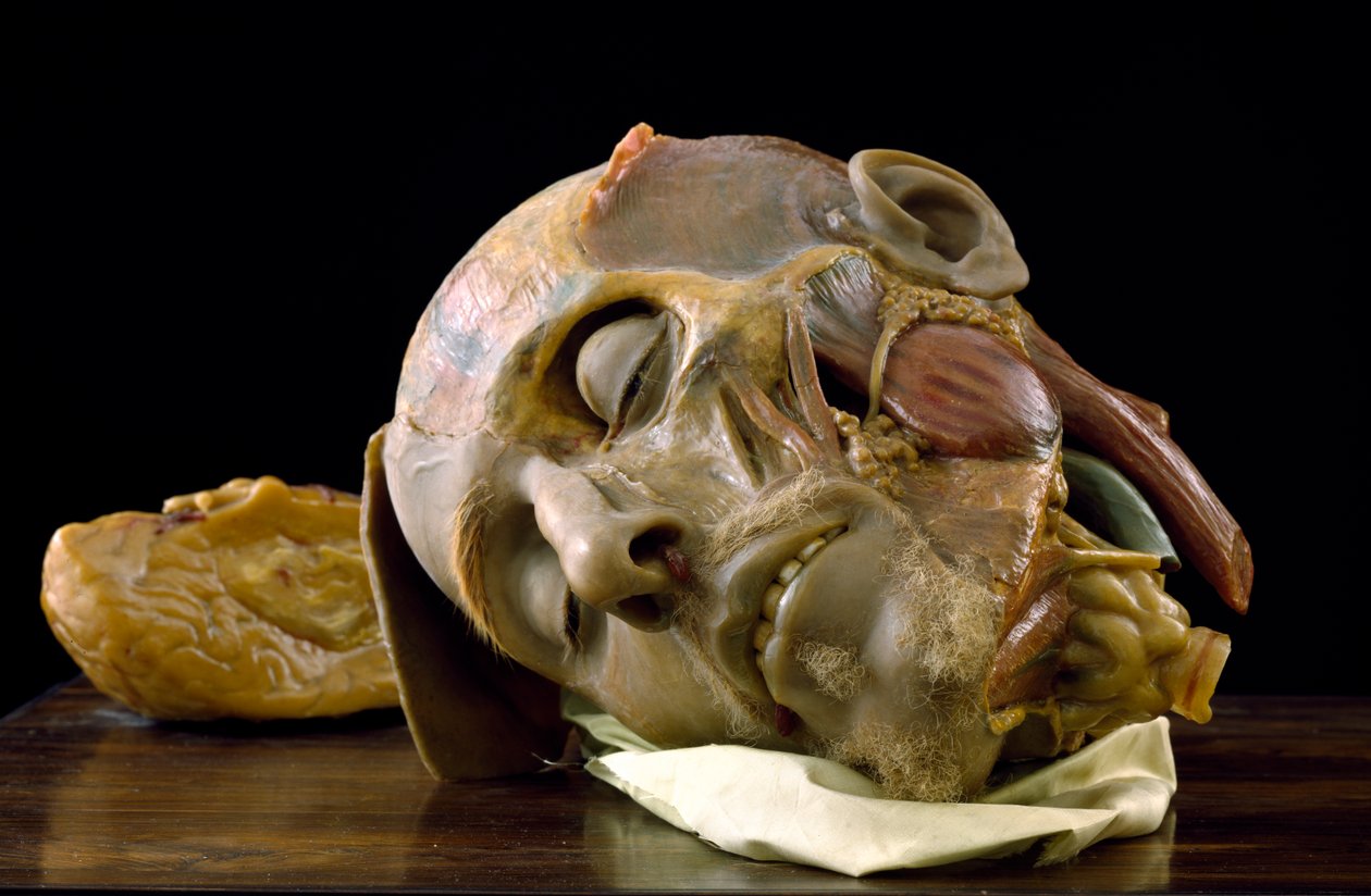 Anatomický model hlavy starého muže (vosk) od Gaetano Giulio Zumbo