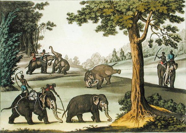Capturing Elephants in Barma, deska 76 z „Le Costume Ancien et Moderne“ od Julese Ferraria, vydáno kolem 20.–30. let 18. století (barevné lito) od Gaetano Zancon