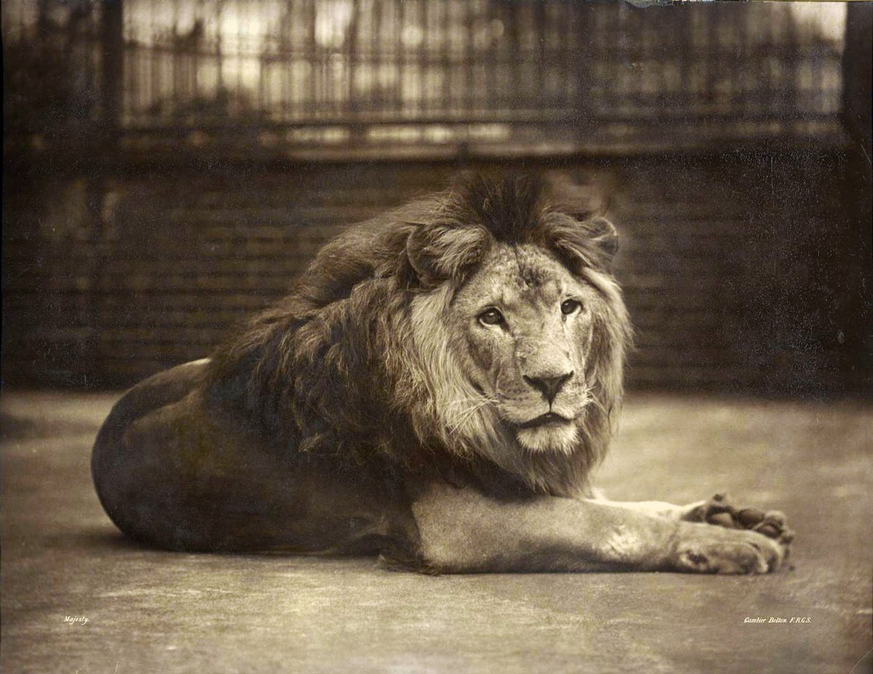 Portrét majestátu, kolem roku 1890 od Gambier Bolton