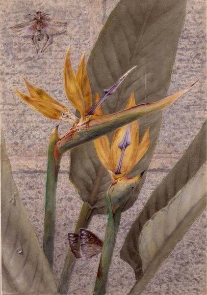 A Strelizia Lily od General John Chamberlayne