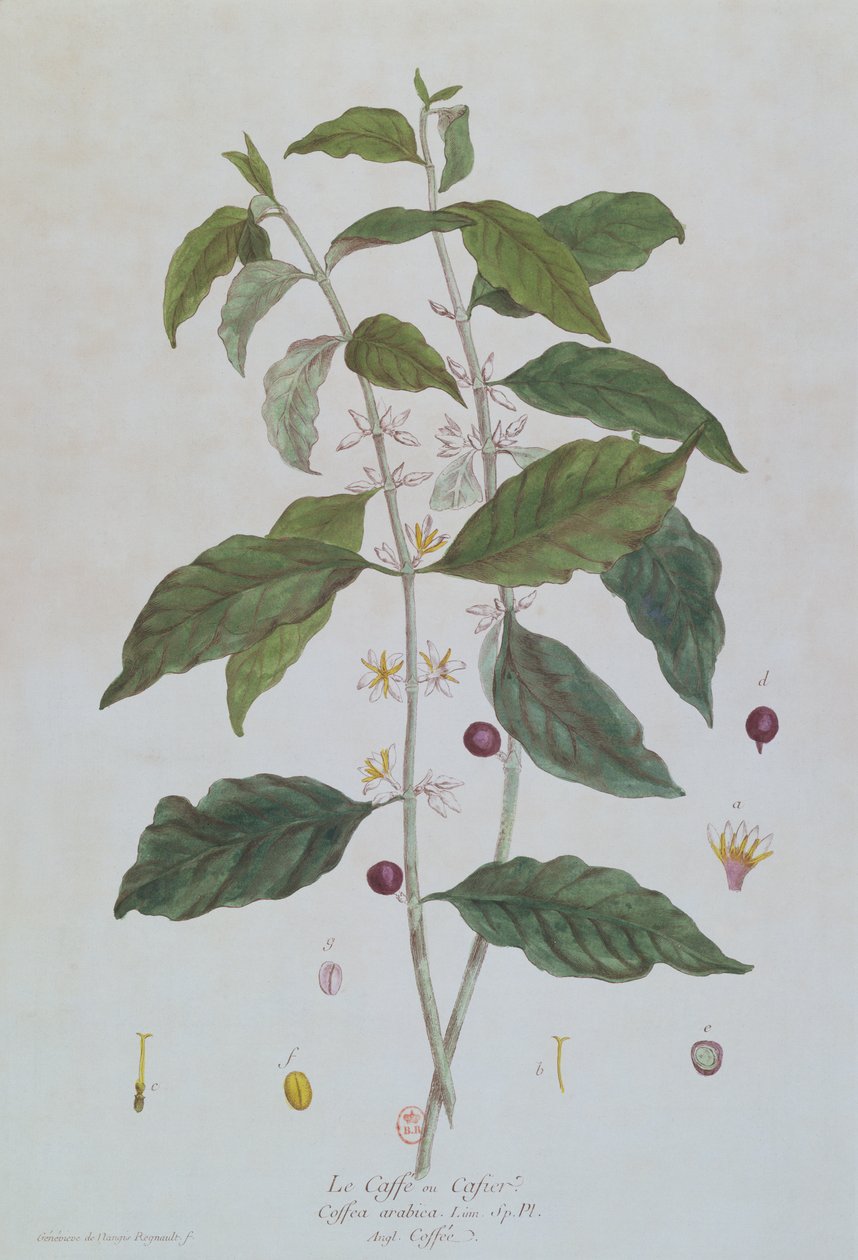 Botanická deska Coffea Arabica (Coffea) z „La Botanique mise a la portee de Tout le Monde“ od Nicolase Francoise Regnaulta (1746-1810) vydaná v Paříži, 1774 od Genevieve Regnault de Nangis