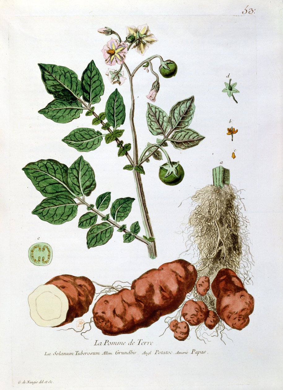 Brambor, botanický talíř z „la Botanique mise à la Portee de Tout le Monde“, Nicolas Francois Regnault (1746-1810), vydáno 1774, Paříž od Genevieve Regnault de Nangis