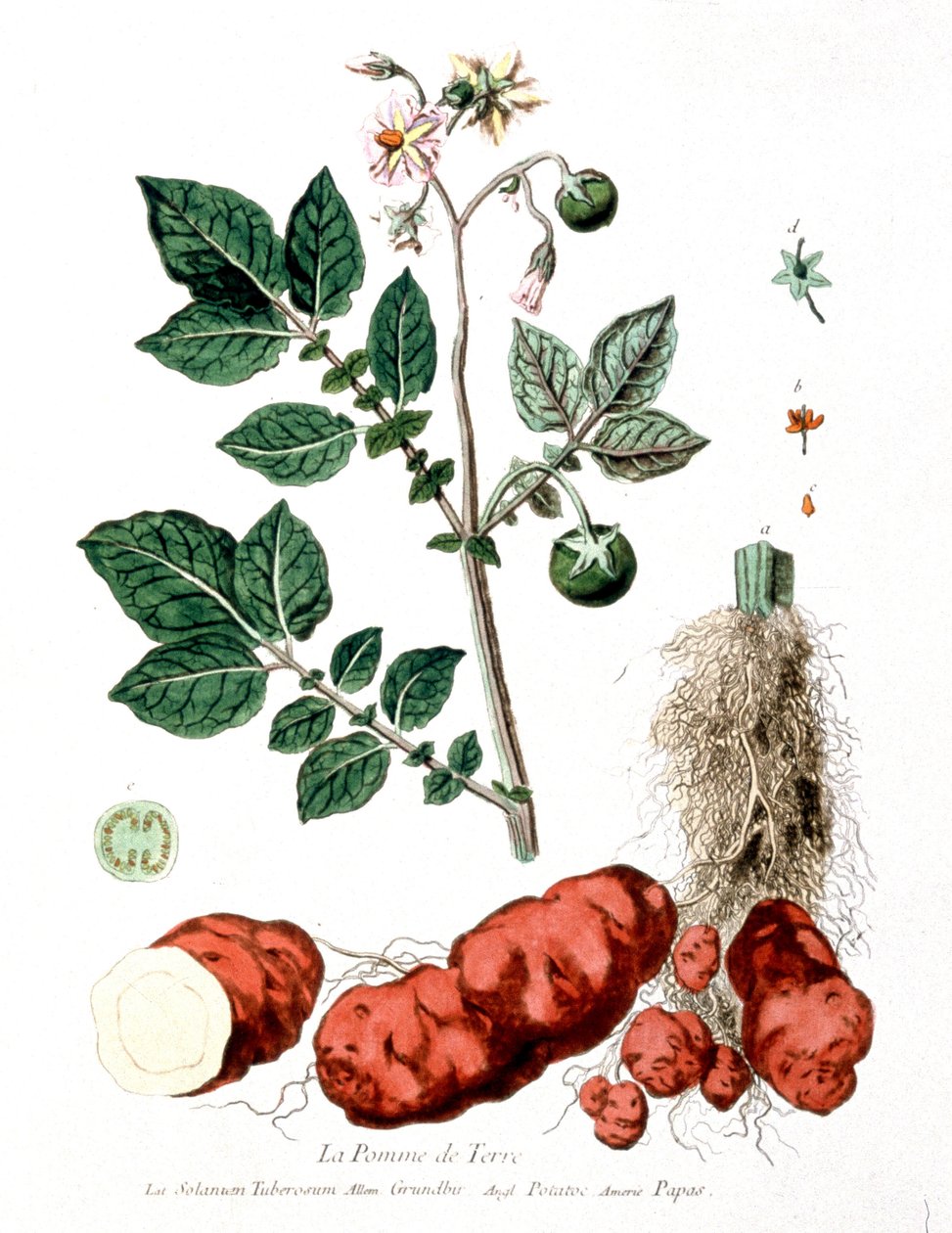 Brambor, botanická deska G. de Nangis, Francie od Genevieve Regnault de Nangis