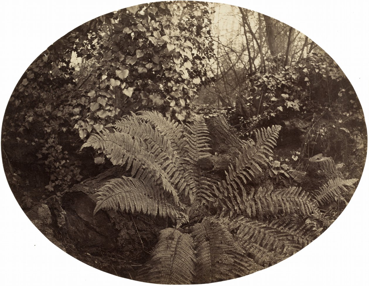 Zimní listy pichlavého kapradiny od Geoffrey Bevington