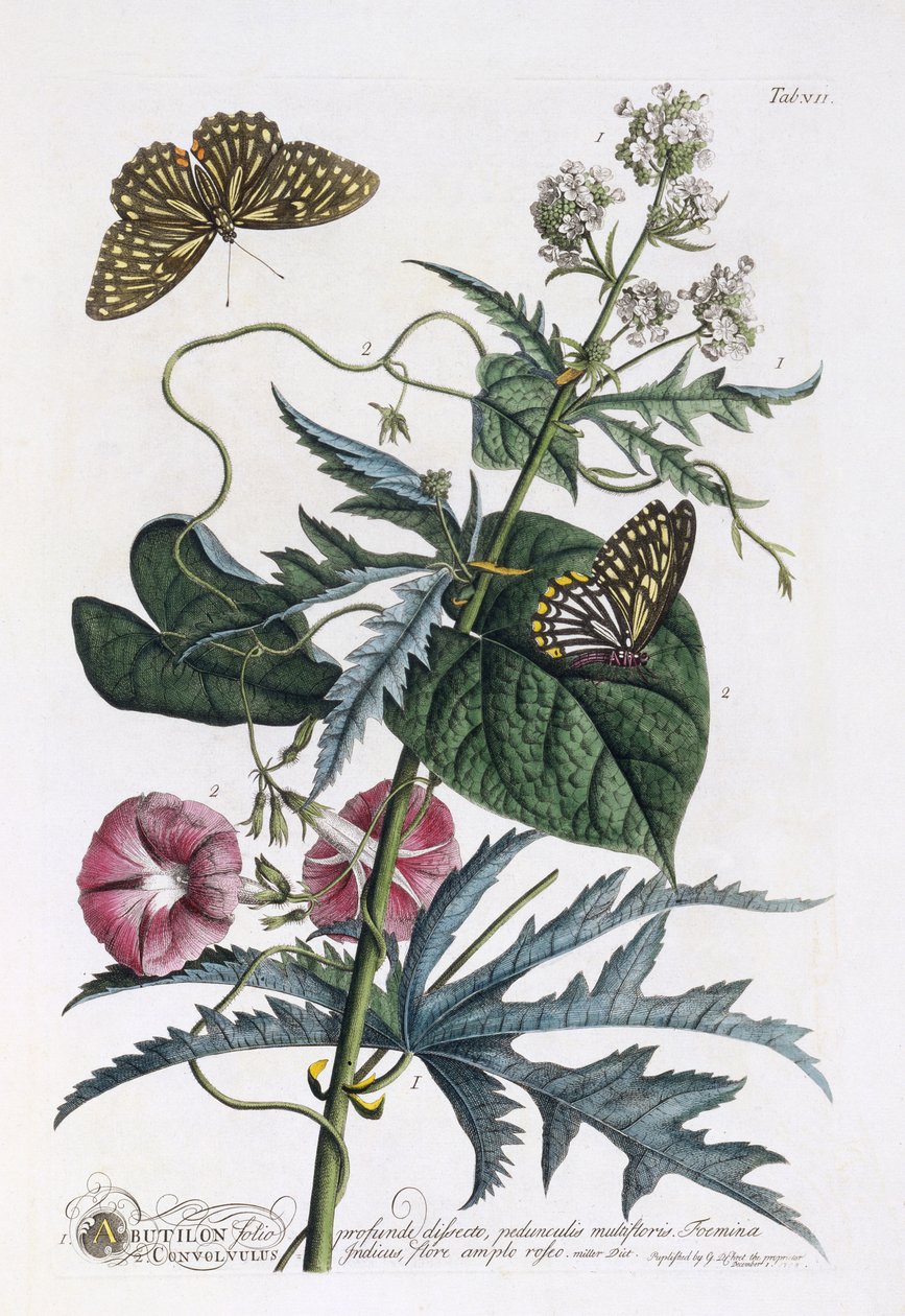 Abutilon und Convolvulus, c.1748 (ručně kolorovaná rytina) od Georg Dionysius Ehret