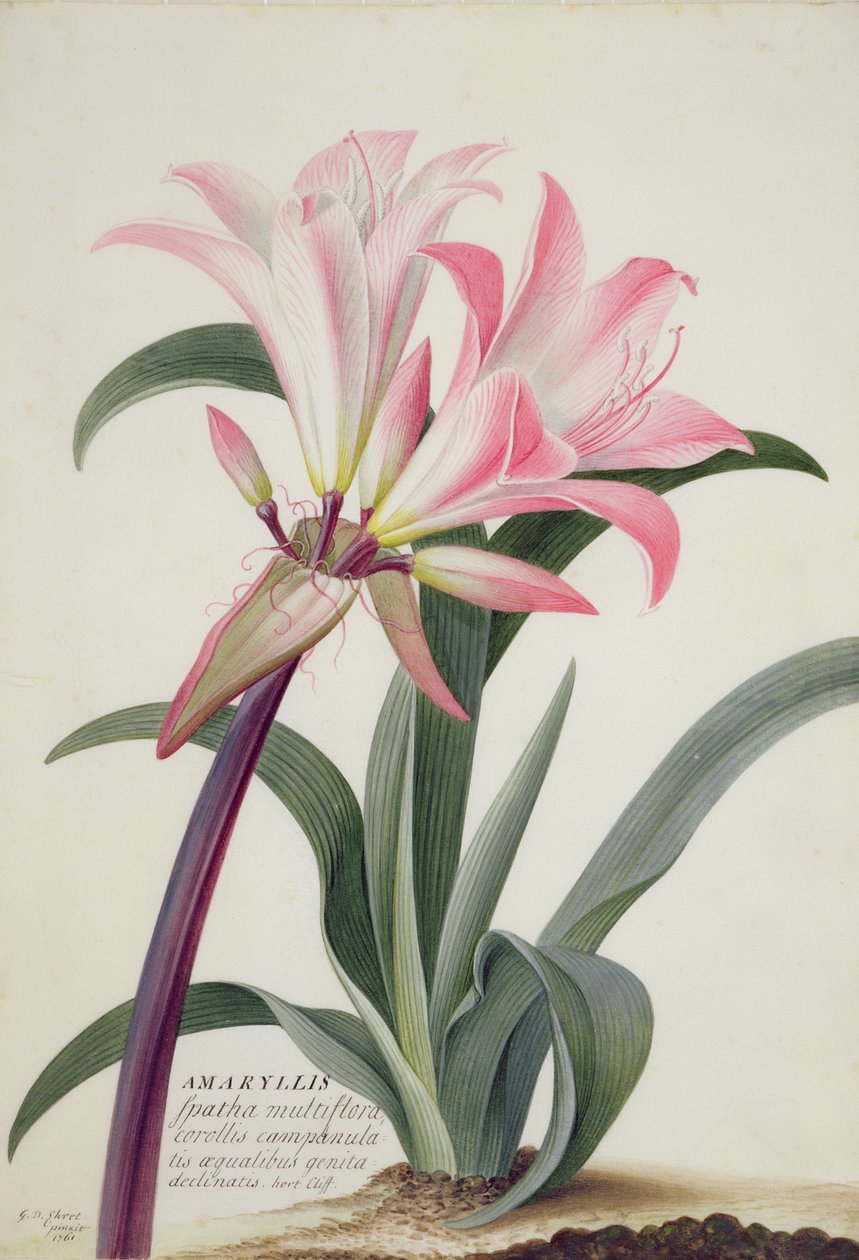 Amaryllis Belladonna, 1761 (wc, kvaš a grafit na pergamenu) od Georg Dionysius Ehret