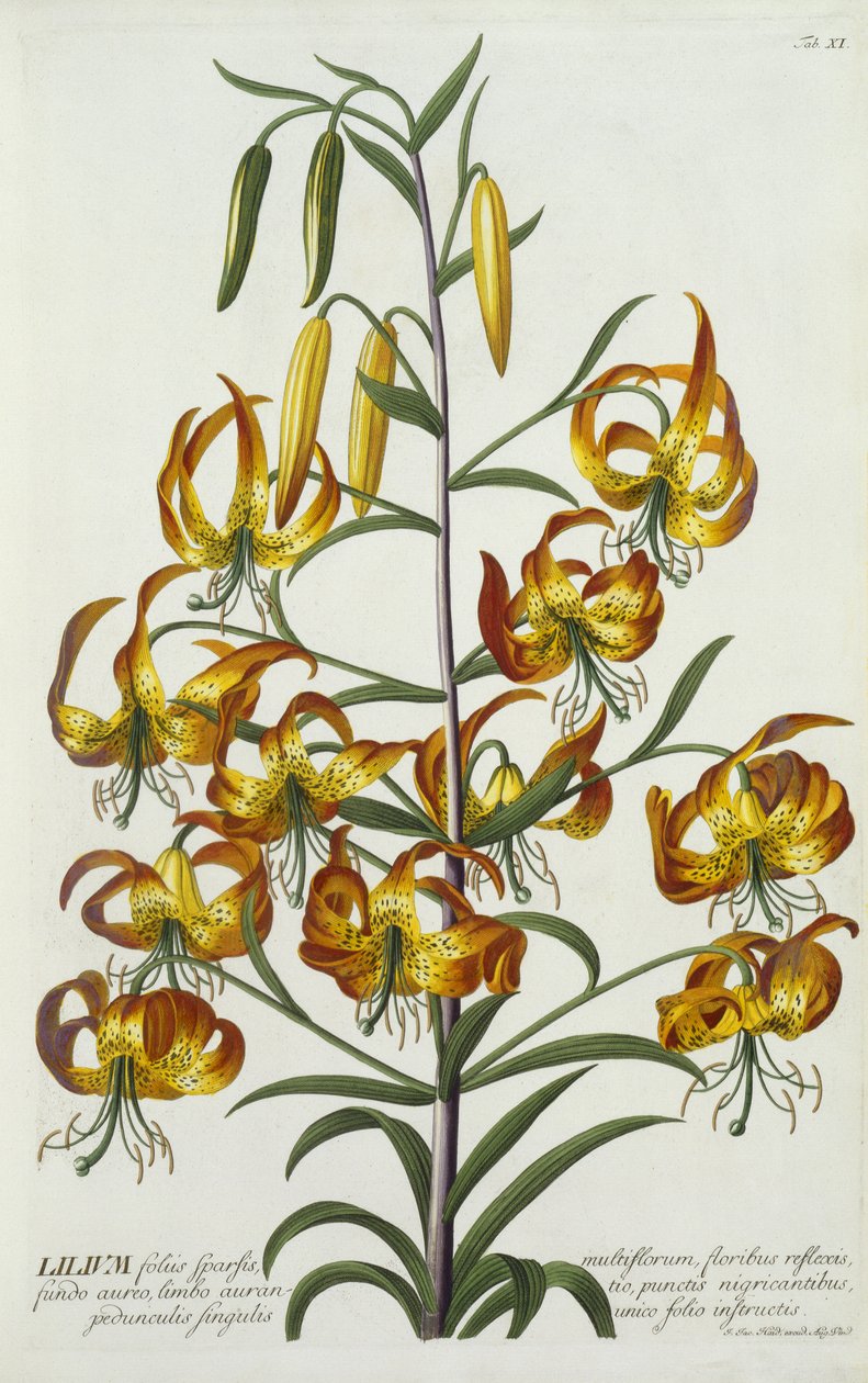 American Turkscap Lily, c.1740 (ručně kolorovaná rytina) od Georg Dionysius Ehret