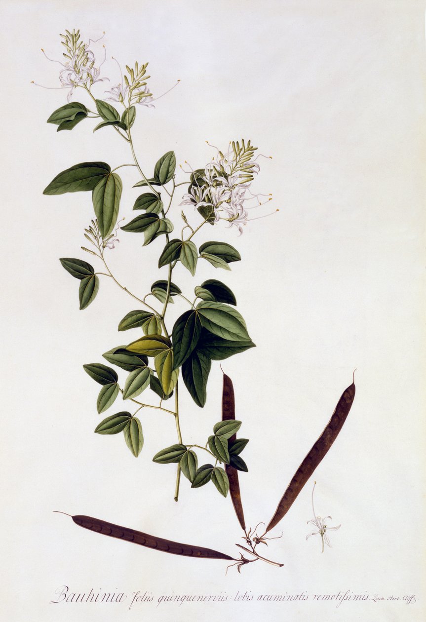 Bauhinia, c.1745 (ručně kolorovaná rytina) od Georg Dionysius Ehret