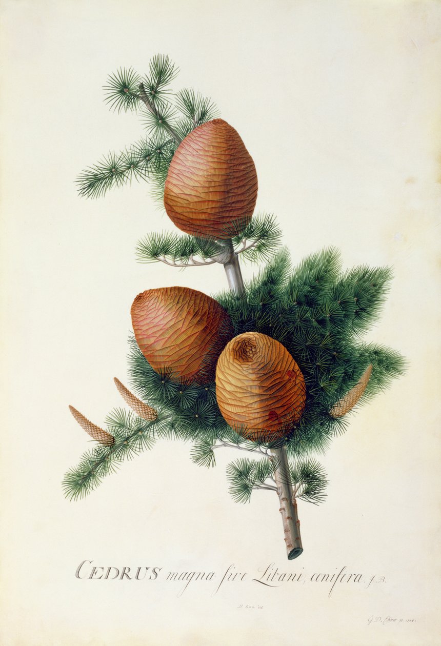 Cedrus Libani, 1744 (kvaš na pergamenu) od Georg Dionysius Ehret
