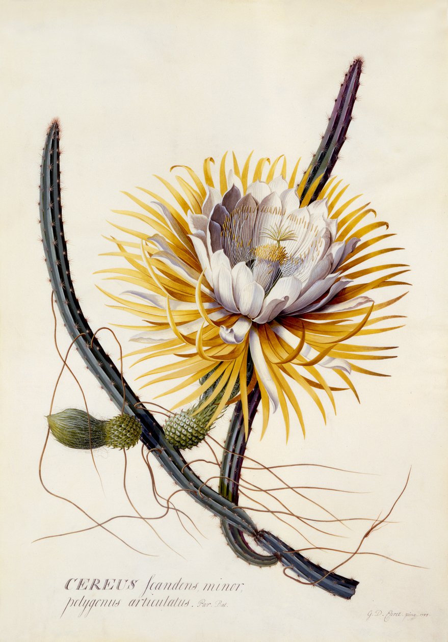 Cereus, královna noci, kolem roku 1744 (ručně kolorovaná rytina) od Georg Dionysius Ehret