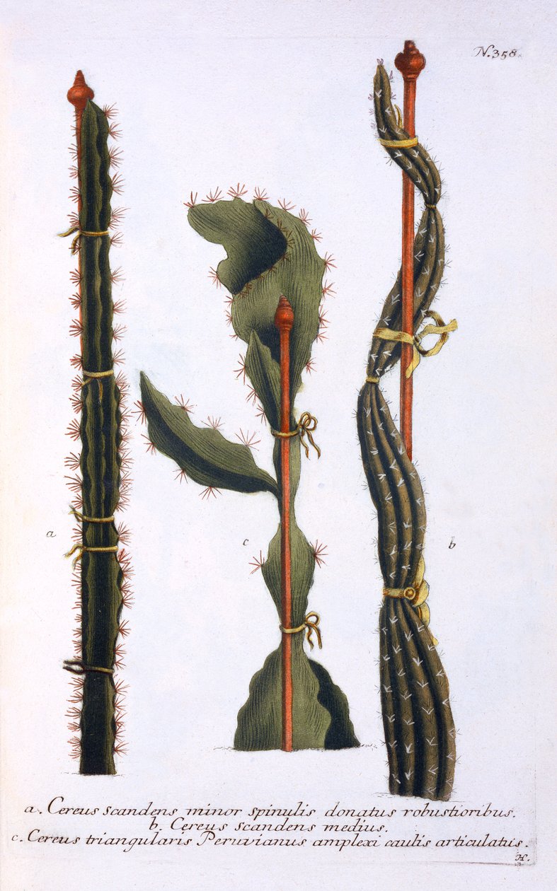Cereus scandens minor, Cereus scandens medeus a triangularis Peruvianus, z knihy "Phytanthoza Iconographia" od Johanna Wilhelma Weinmanna, vydané asi 1737-45 (mezzotinta) od Georg Dionysius Ehret