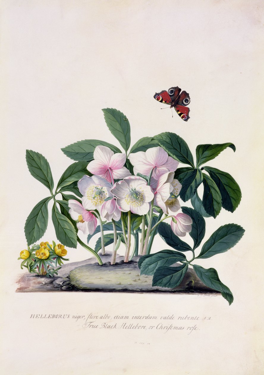 Vánoční růže (Helleborus niger) a Zimní akonit (Eranthis hyemalis) (kvaš na pergamenu) od Georg Dionysius Ehret