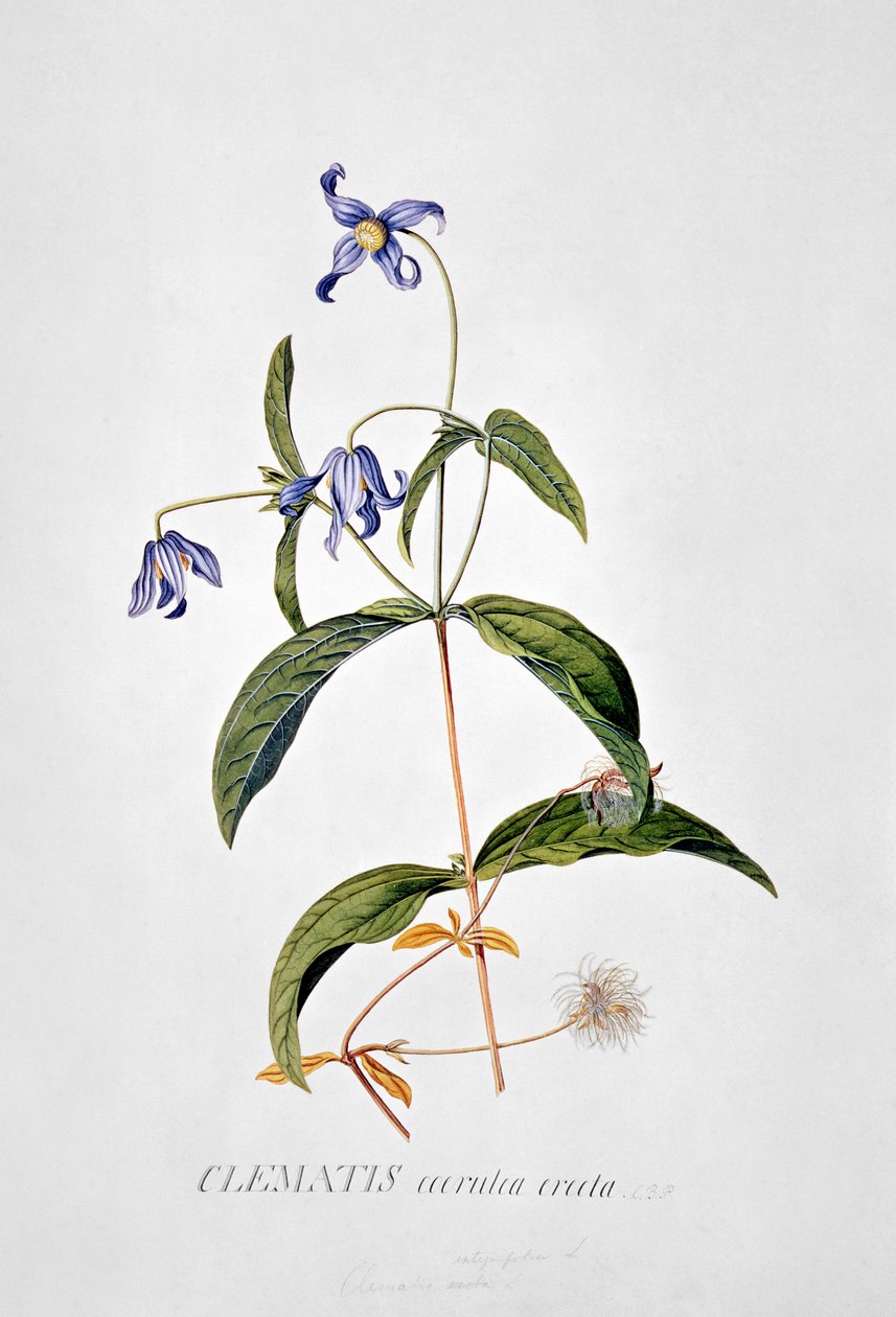 Clematis: Integrafolia od Georg Dionysius Ehret
