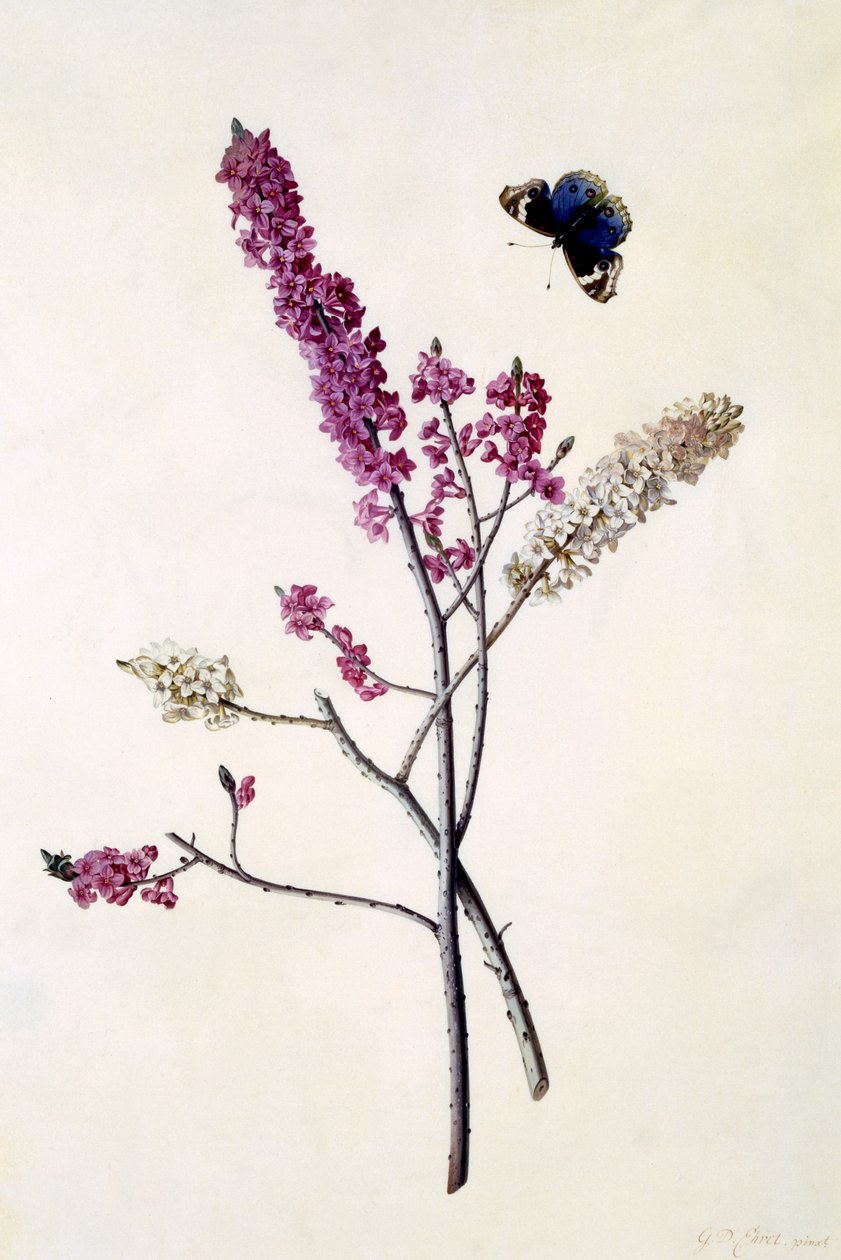Daphne Mezereum s motýlem, cca 1740 (ručně kolorovaná rytina) od Georg Dionysius Ehret