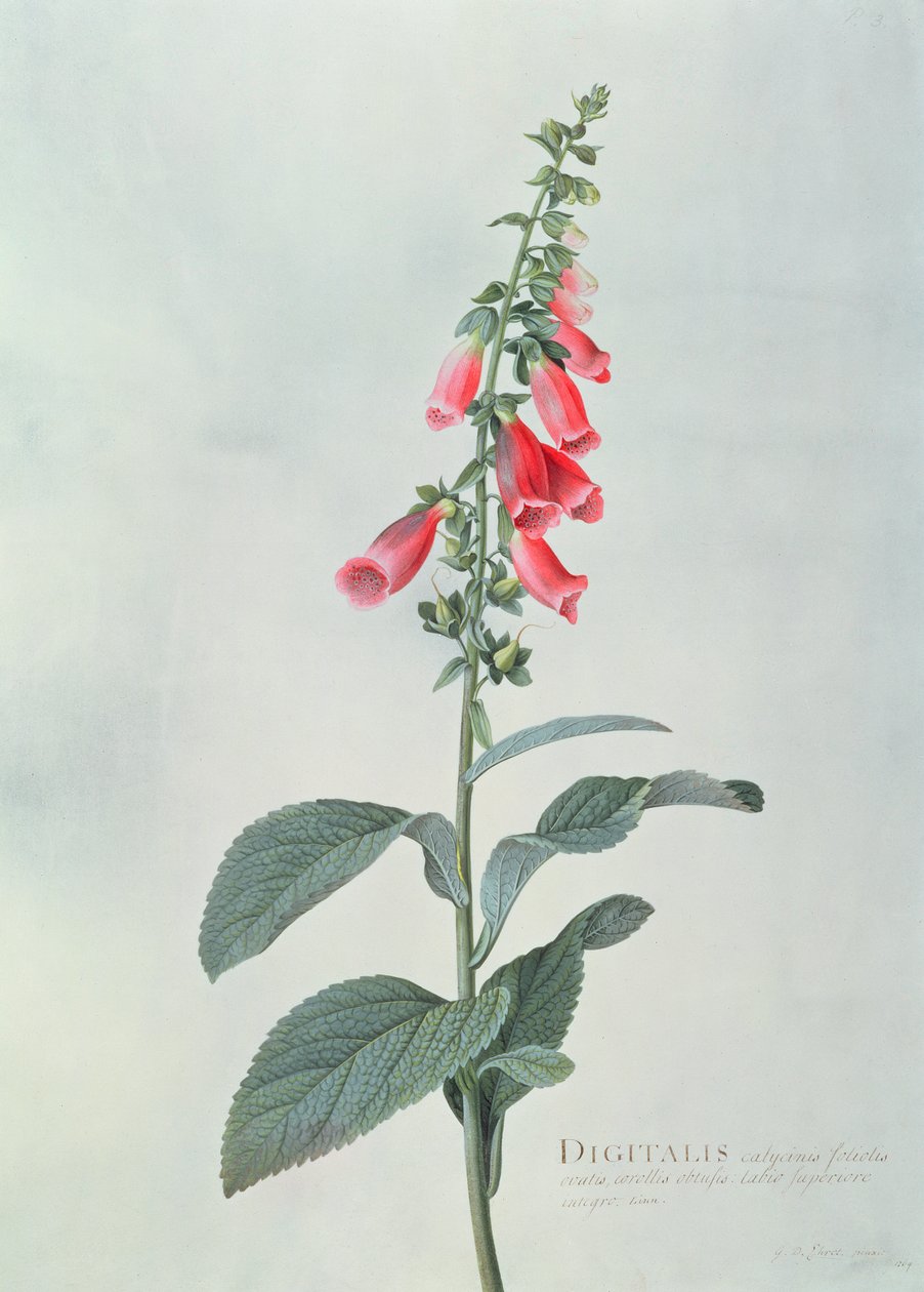Digitalis purpurea (náprstník) od Georg Dionysius Ehret