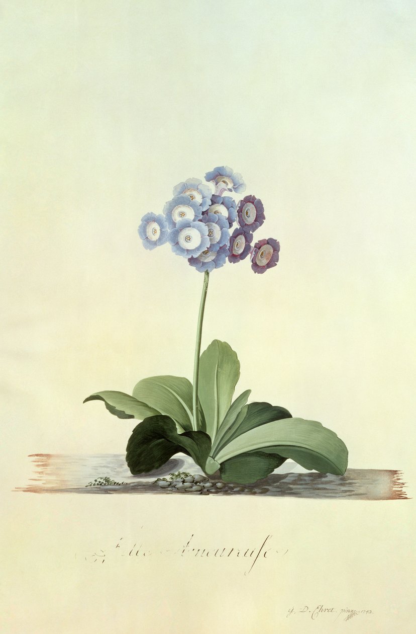 Zamilovaná dívka (Blue Auricula) od Georg Dionysius Ehret
