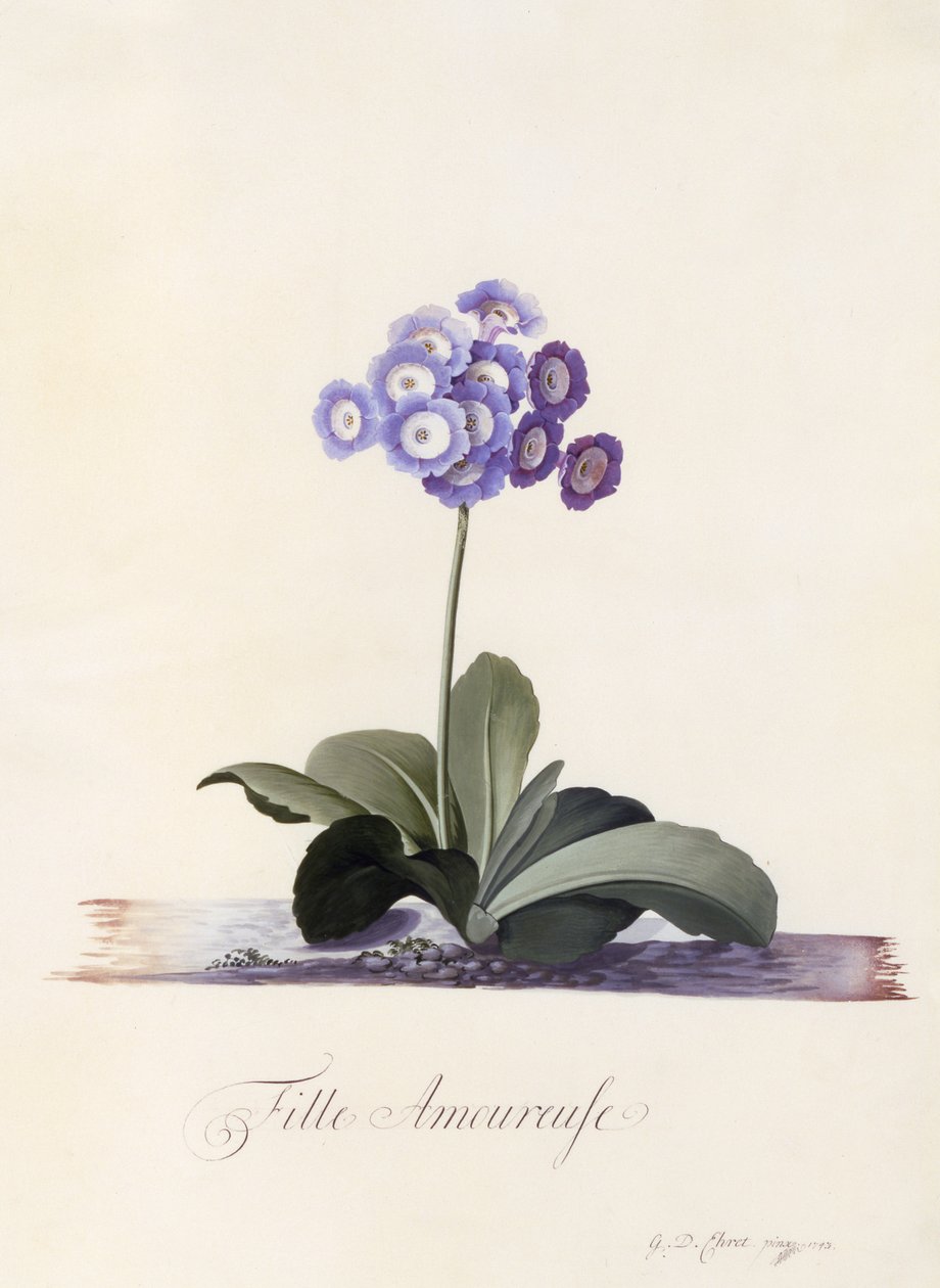 Garden Auricula, Girl in Love, c.1743 (ručně kolorovaná rytina) od Georg Dionysius Ehret