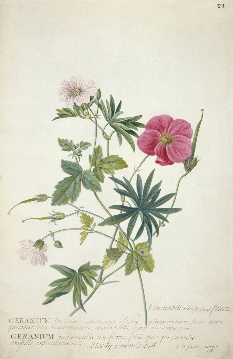 Pelargónie. Dva propletené stonky různých druhů, 1767 (wc, grafit a tělová barva na papíře) od Georg Dionysius Ehret