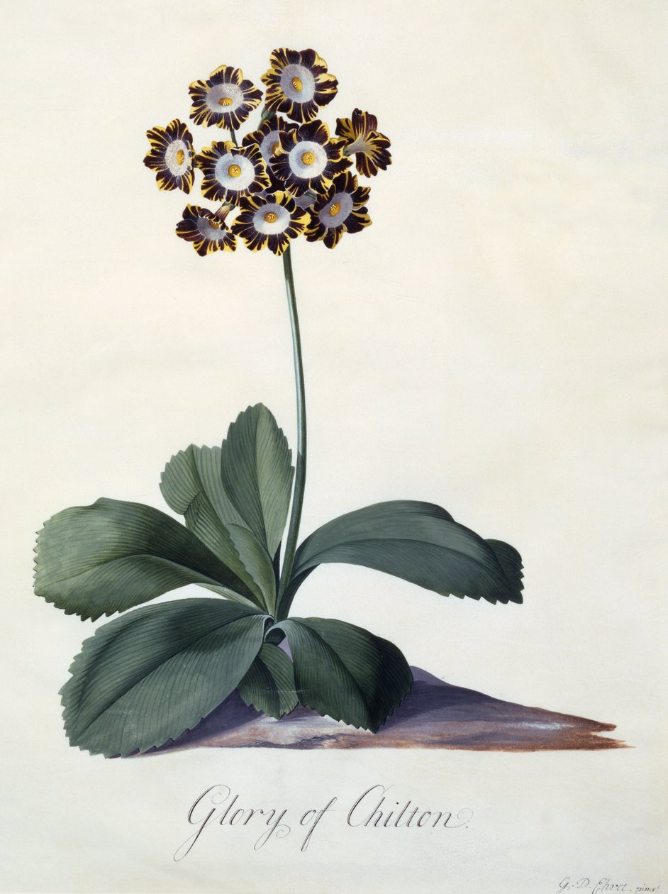 Glory of Chilton, cca 1745 (ručně kolorovaná rytina) od Georg Dionysius Ehret