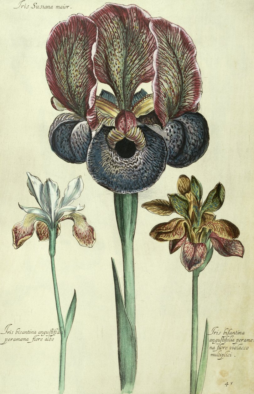 Iris susiana major a Iris bisantina angustifolia od Georg Dionysius Ehret
