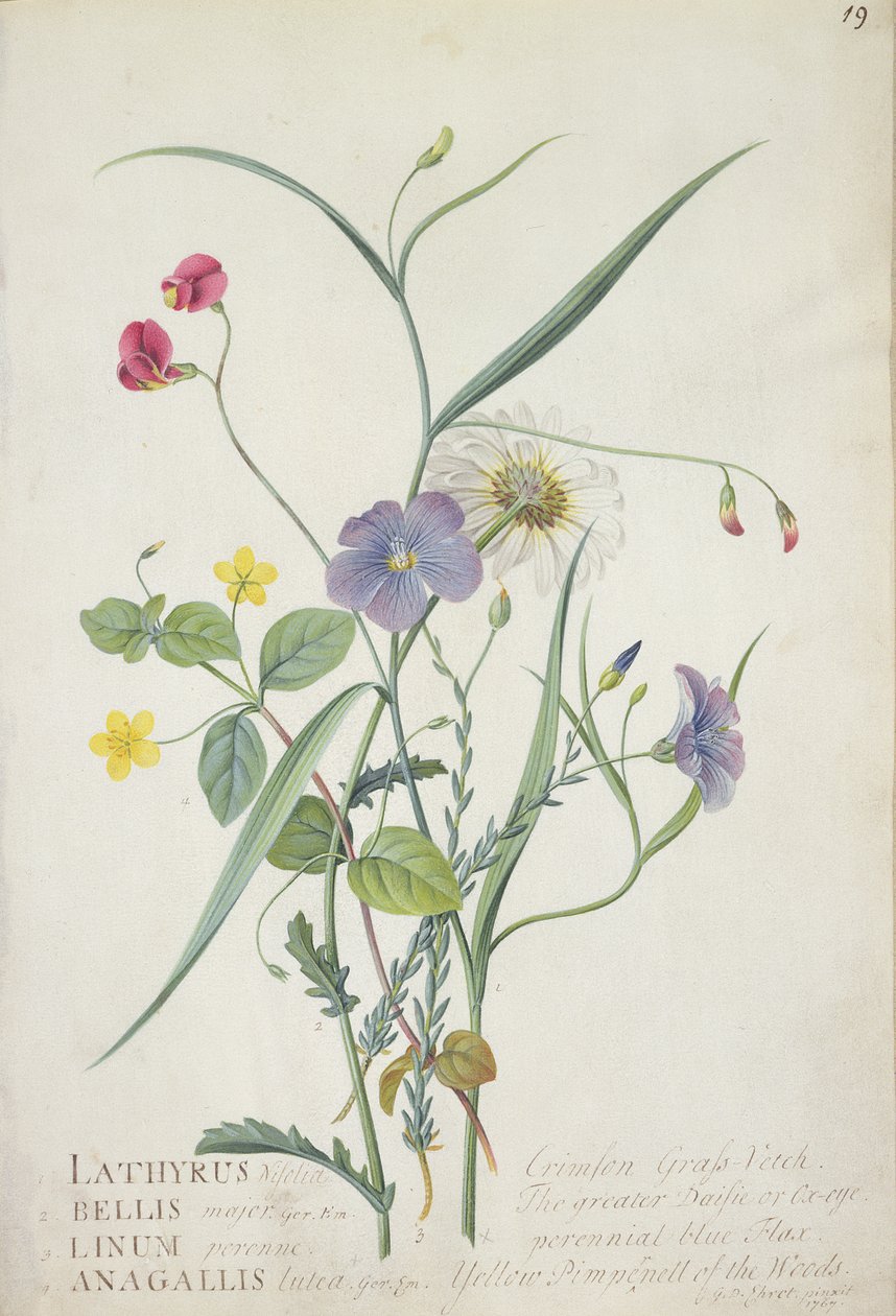Lathyrus nissolia, Chrysanthemum leucanthemum, Linum perenne, Lysimackia nemorum, 1767 (grafit, kvaš na pergamenu) od Georg Dionysius Ehret