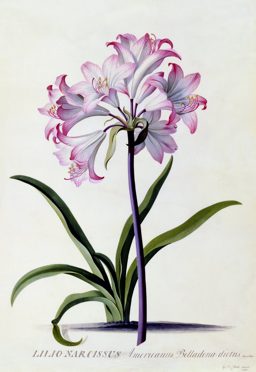 Lilio Narcissus, cca 1744 (ručně kolorovaná rytina) od Georg Dionysius Ehret