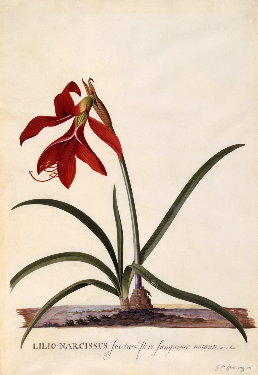 Lilio-Narcissus, Jaobean Lily, c.1743 (ručně kolorovaná rytina) od Georg Dionysius Ehret