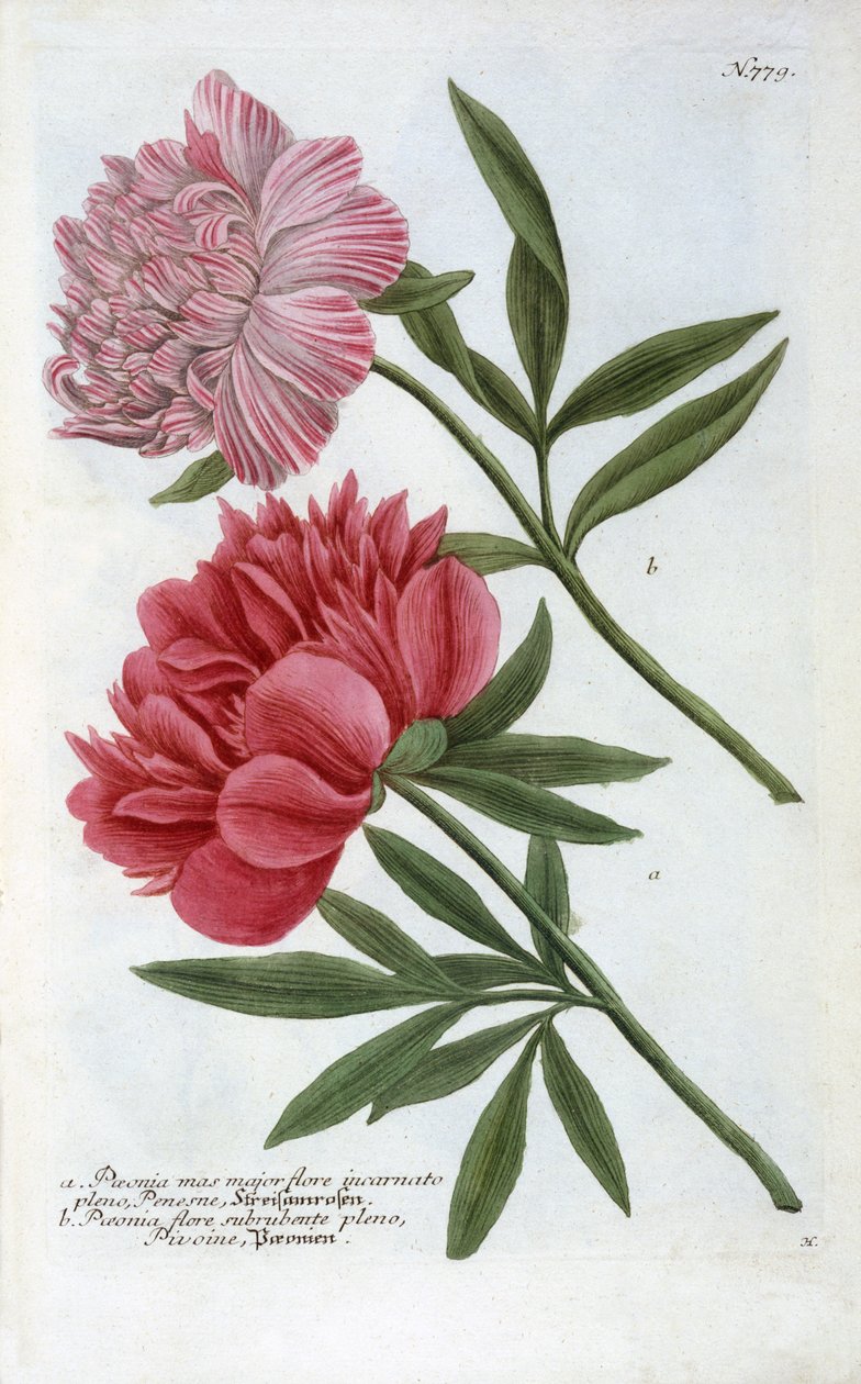 Paeonia z Phytanthoza Iconographia Johanna Wilhelma Weinmanna, 1737 (ručně kolorovaná rytina) od Georg Dionysius Ehret