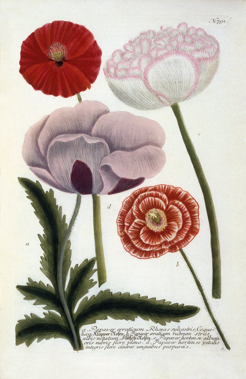 Papaver, z Phytanthoza Iconographia Johanna Wilhelma Weinmanna, 1737 (ručně kolorovaná rytina) od Georg Dionysius Ehret