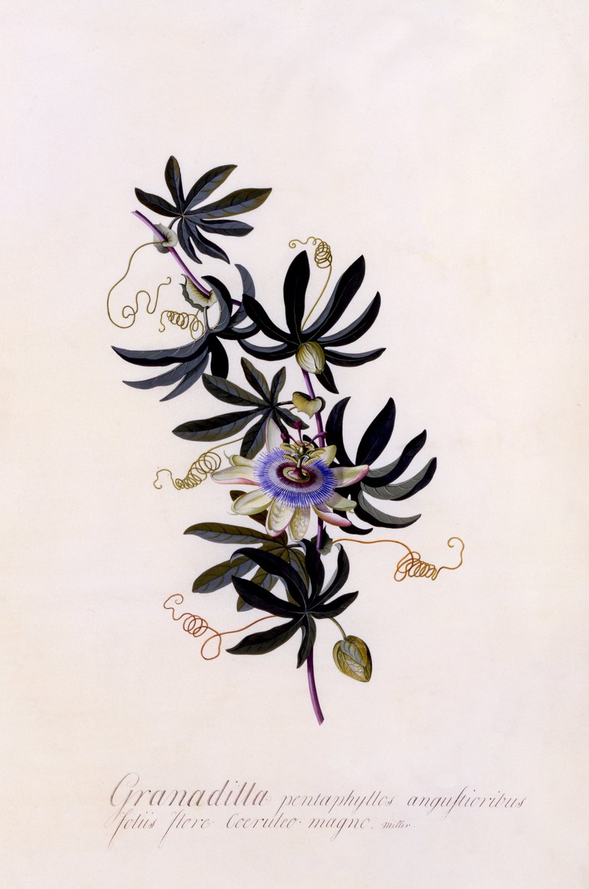 Passiflora Granadilla, c.1745 (ručně kolorovaná rytina) od Georg Dionysius Ehret