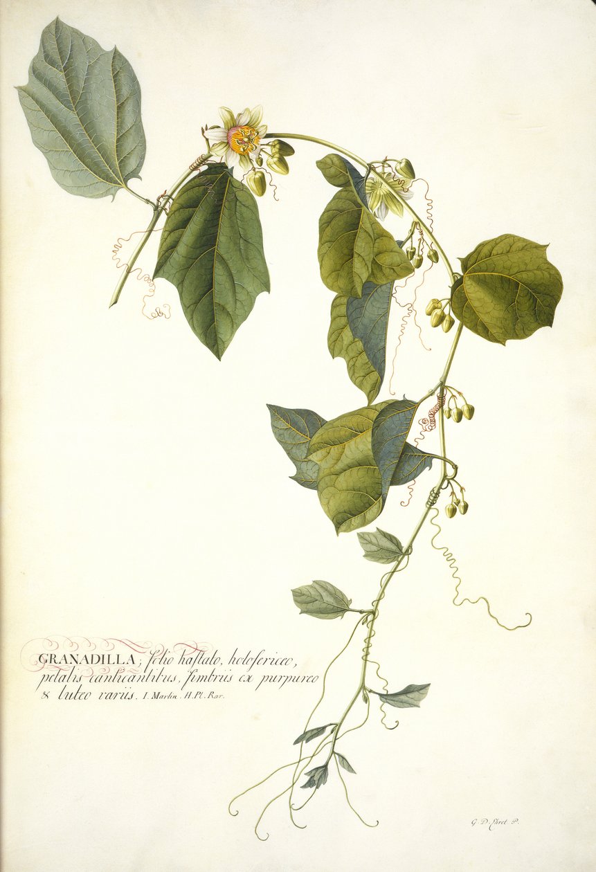 Passiflora holosericea (mučenka) (wc a tělová barva zvýrazněná zlatem na pergamenu) od Georg Dionysius Ehret