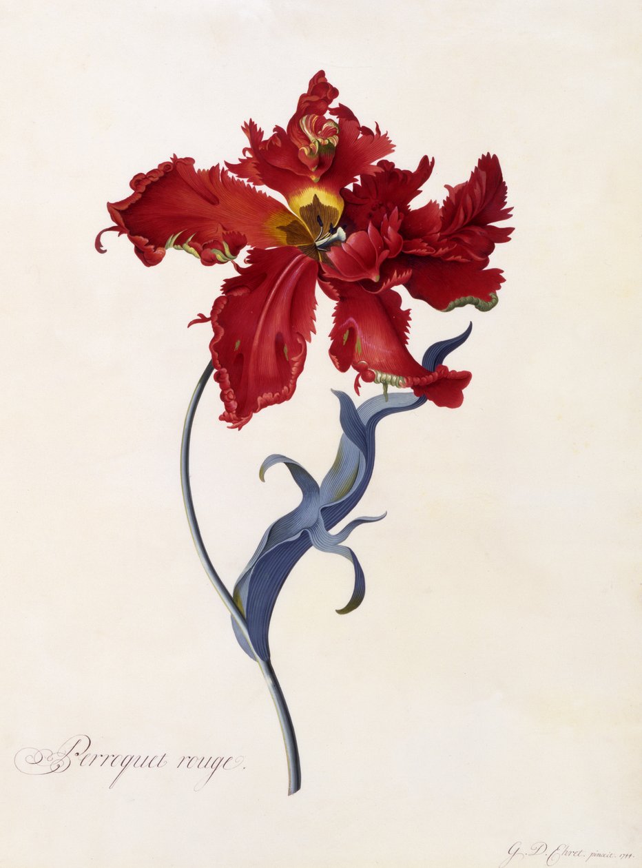 Perroquet Rouge, cca 1744 (ručně kolorovaná rytina) od Georg Dionysius Ehret