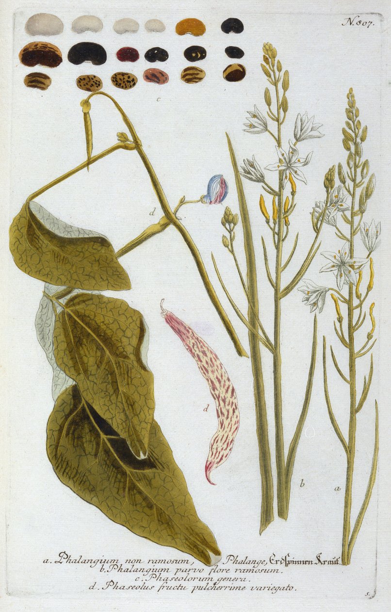 Phalangium z Phytanthoza Iconographia Johanna Wilhelma Weinmanna, 1737 (ručně kolorovaná rytina) od Georg Dionysius Ehret