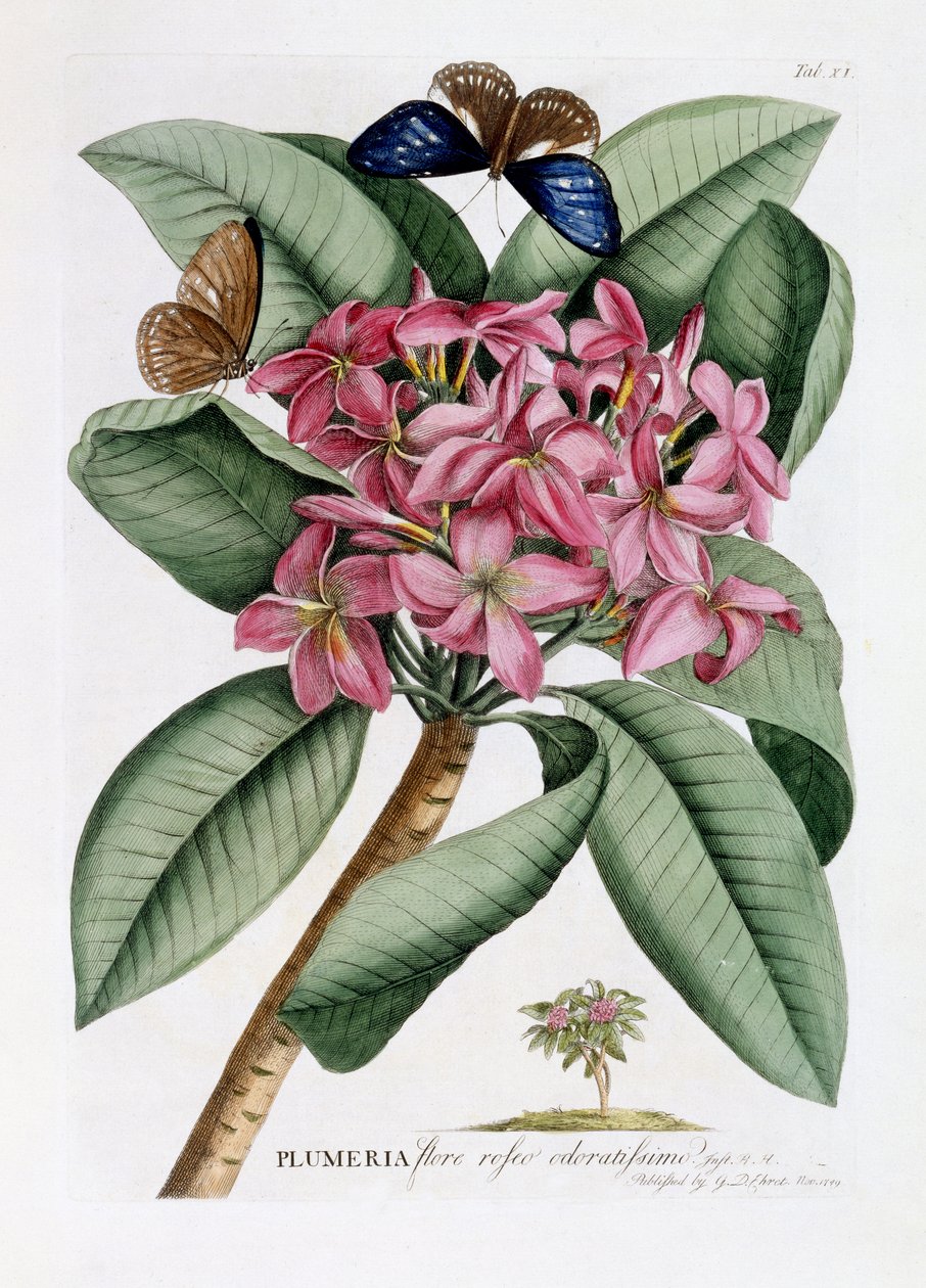 Plumeria, c.1749 (ručně kolorovaná rytina) od Georg Dionysius Ehret