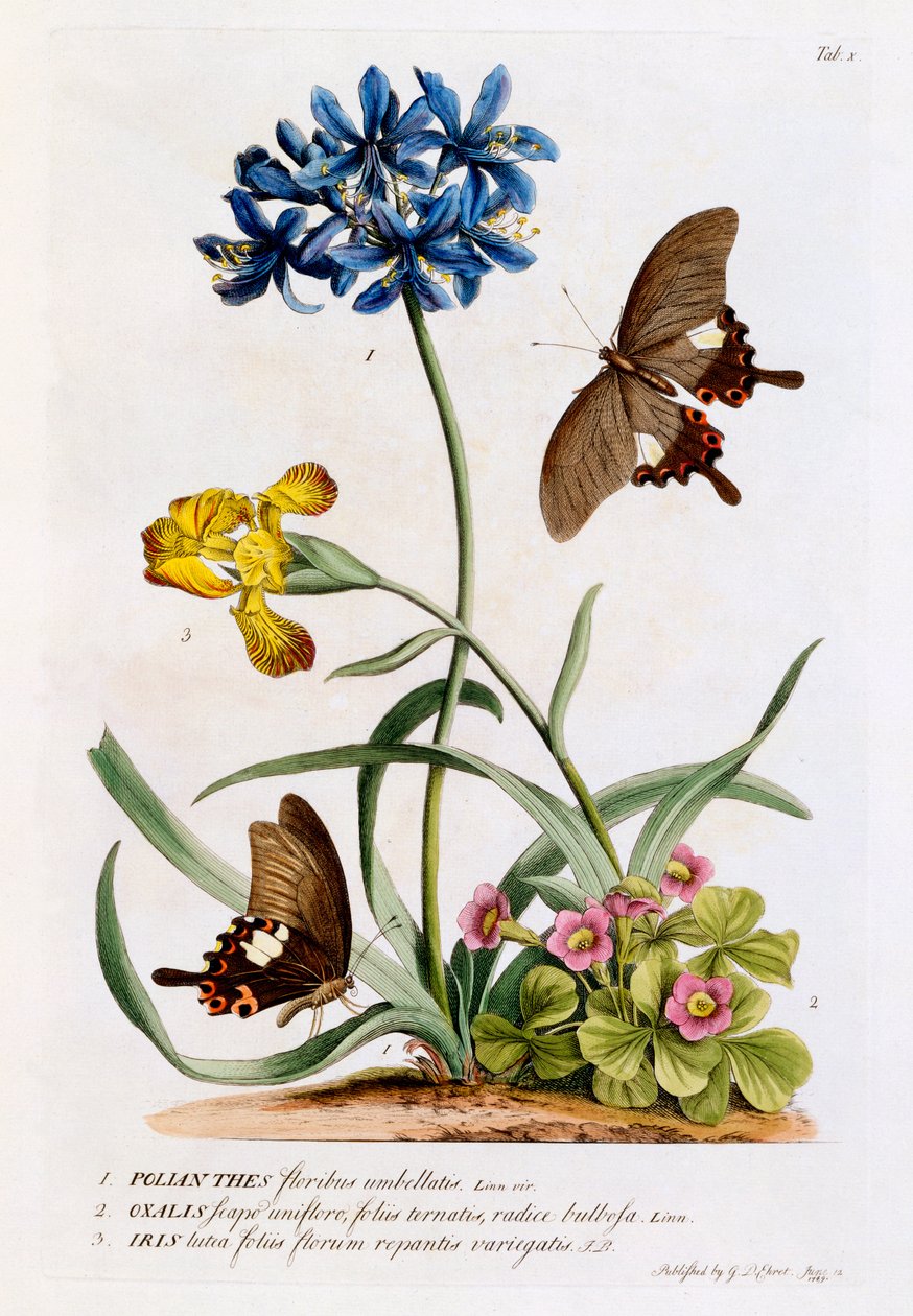 Polianthes, Oxalis a Iris, 1749 (ručně kolorovaná rytina) od Georg Dionysius Ehret
